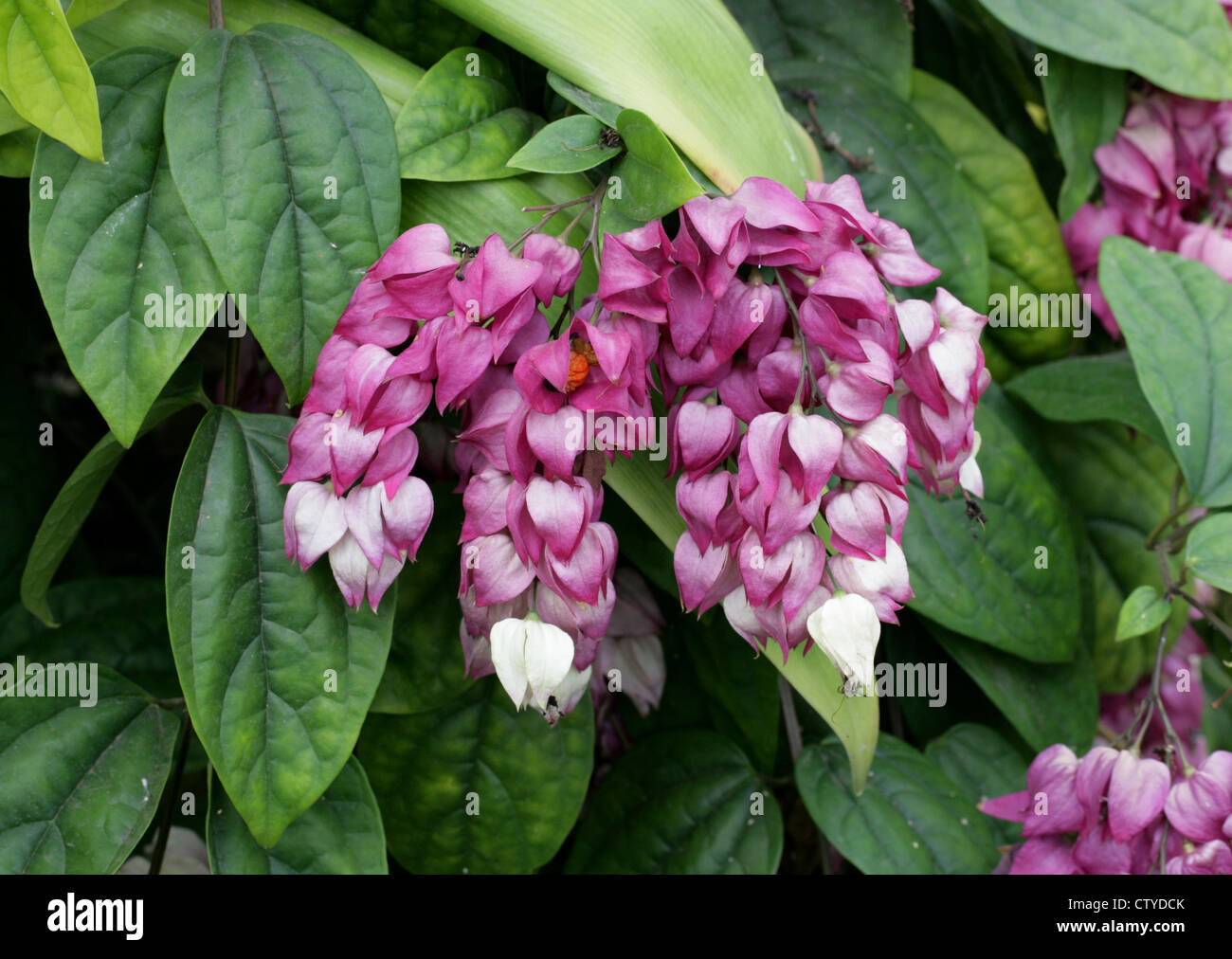 Cuore di sanguinamento o sanguinamento cuore della vigna, Clerodendron o Gloria Bower, Clerodendrum thomsonii, syn. Clerodendrum thomsoniae. Foto Stock