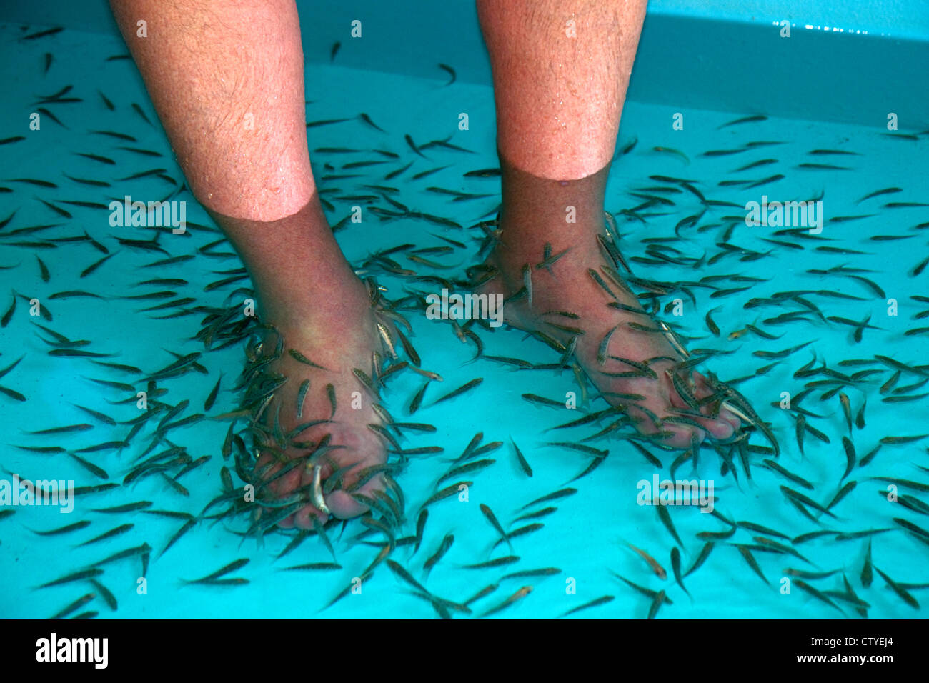 Piedi pedicure data dal doctor fish sull isola di Ko Samui, Thailandia. Foto Stock