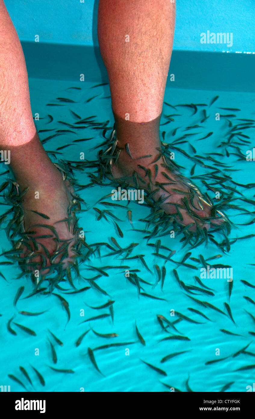 Piedi pedicure data dal doctor fish sull isola di Ko Samui, Thailandia. Foto Stock