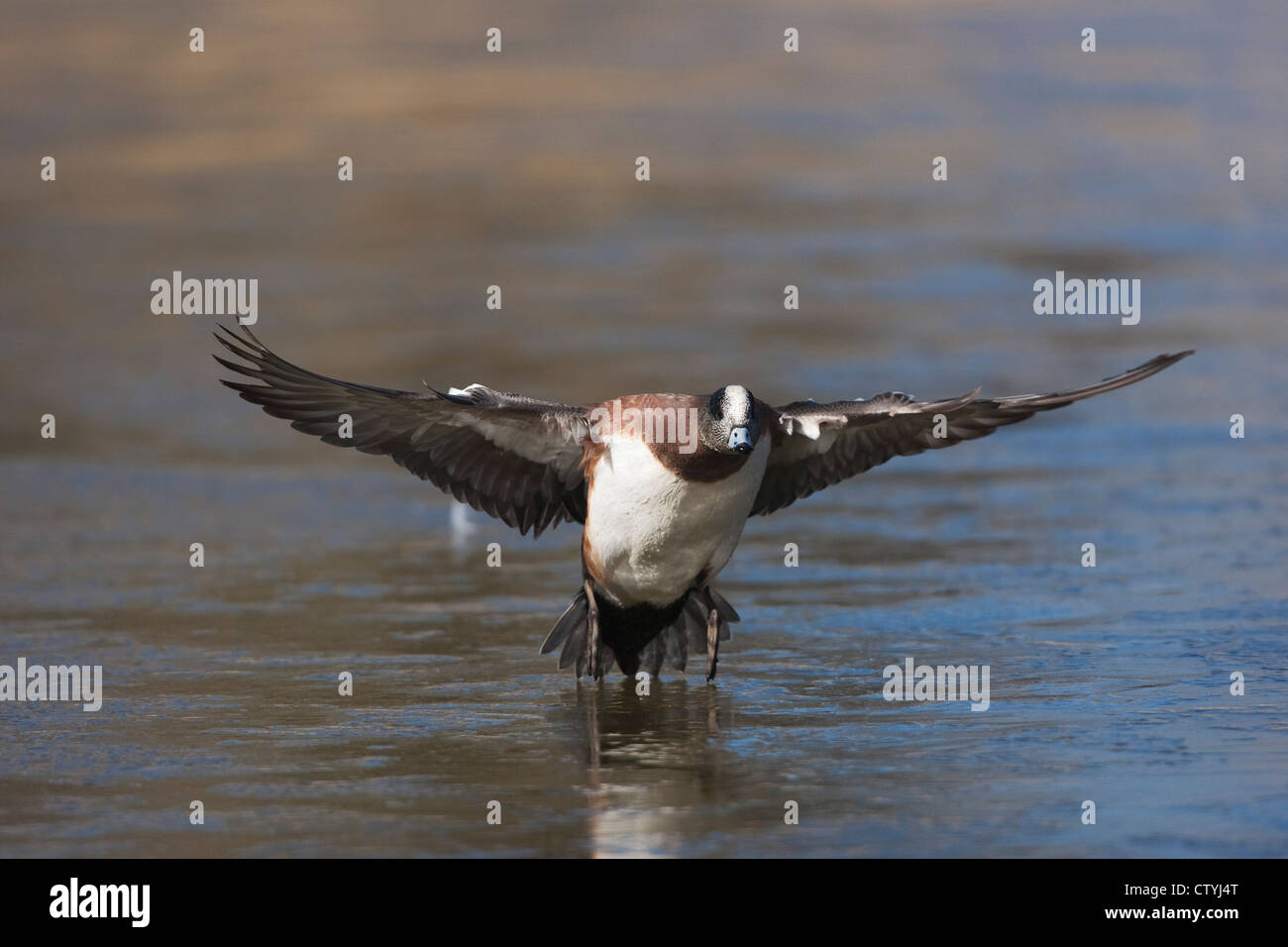 American Wigeon (Anas americana) adulto atterraggio, Bosque del Apache National Wildlife Refuge , Nuovo Messico, STATI UNITI D'AMERICA Foto Stock