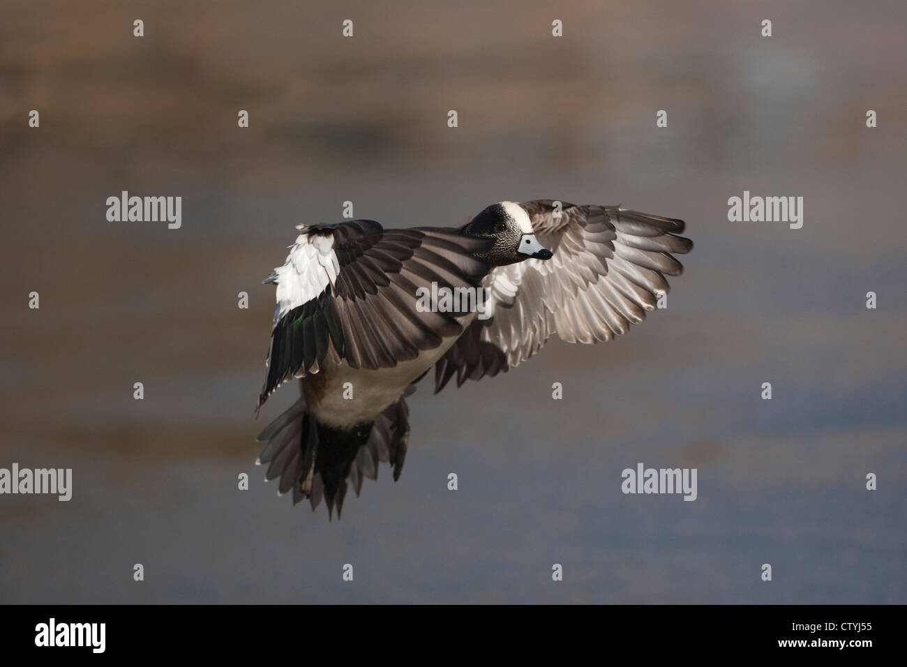 American Wigeon (Anas americana) adulto atterraggio, Bosque del Apache National Wildlife Refuge , Nuovo Messico, STATI UNITI D'AMERICA Foto Stock