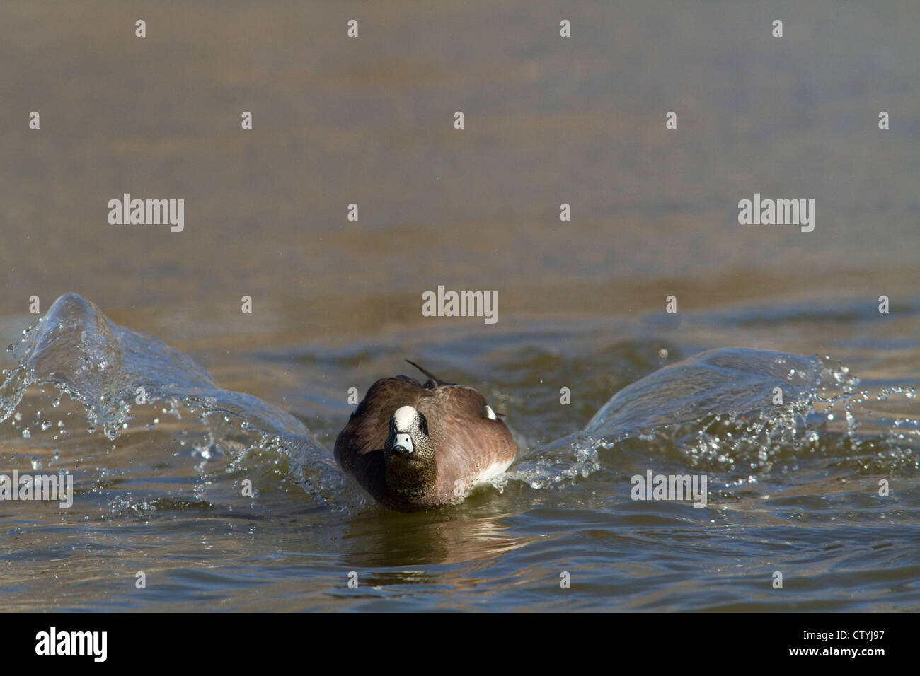 American Wigeon (Anas americana) adulto atterraggio, Bosque del Apache National Wildlife Refuge , Nuovo Messico, STATI UNITI D'AMERICA Foto Stock