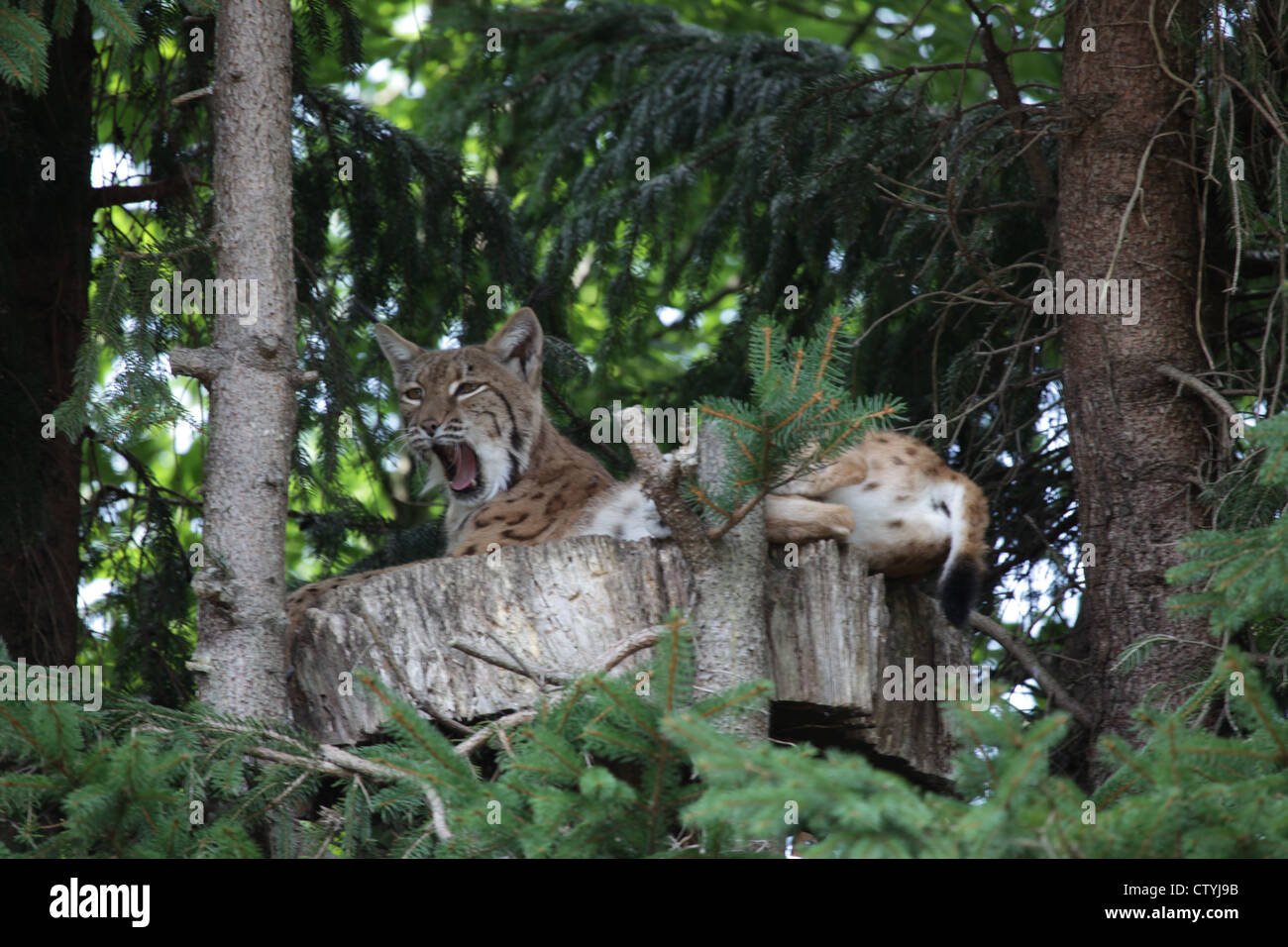 Lynx che mostra i suoi denti affilati Foto Stock