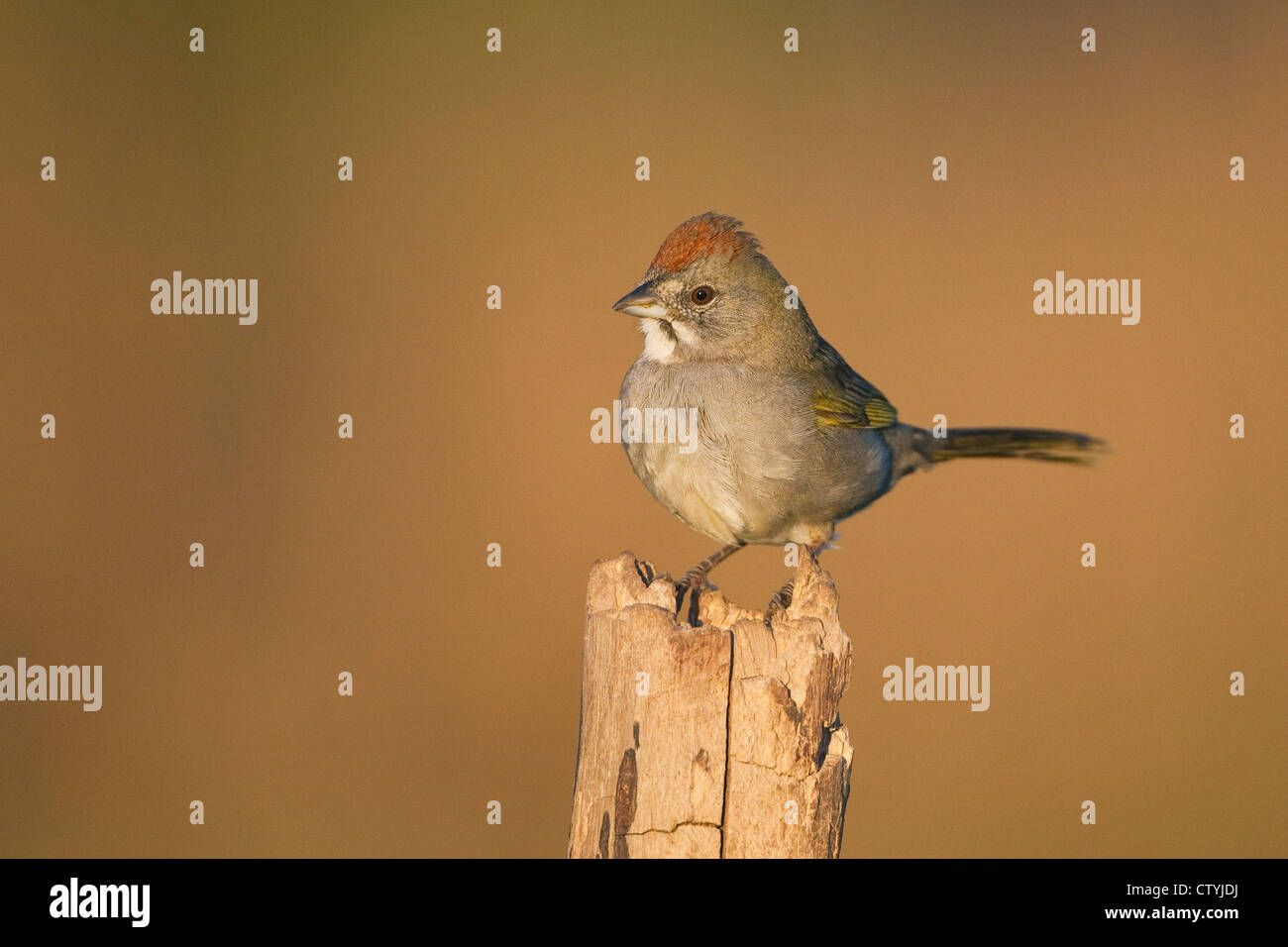 Verde-tailed Towhee (Pipilo chlorurus) adulto arroccato, Starr County, Rio Grande Valley, South Texas, Stati Uniti d'America Foto Stock