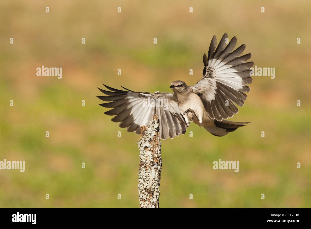 Northern Mockingbird (Mimus polyglottos) adulto atterraggio, Starr County, Rio Grande Valley, South Texas, Stati Uniti d'America Foto Stock