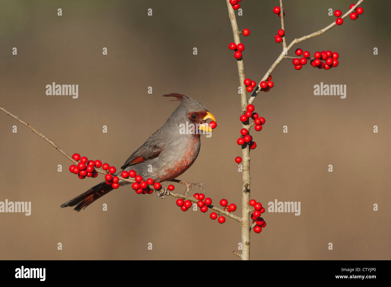 (Pyrrhuloxia Cardinalis sinuatus), maschio mangiare Possum Haw Holly (leccio decidua) Bacche, Starr County, Rio Grande Valley, Texas Foto Stock