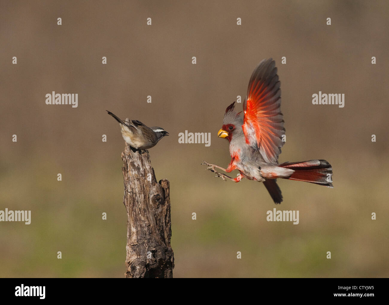 (Pyrrhuloxia Cardinalis sinuatus), maschio e nero-throated Sparrow (Amphispiza bilineata) face off, Starr County, Texas Foto Stock