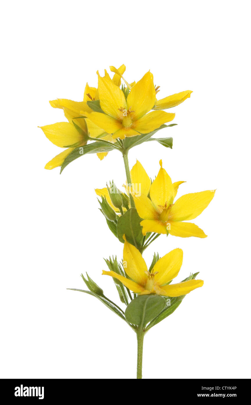 Vista dettagliata del giallo dei fiori loosestrife isolata contro bianco Foto Stock