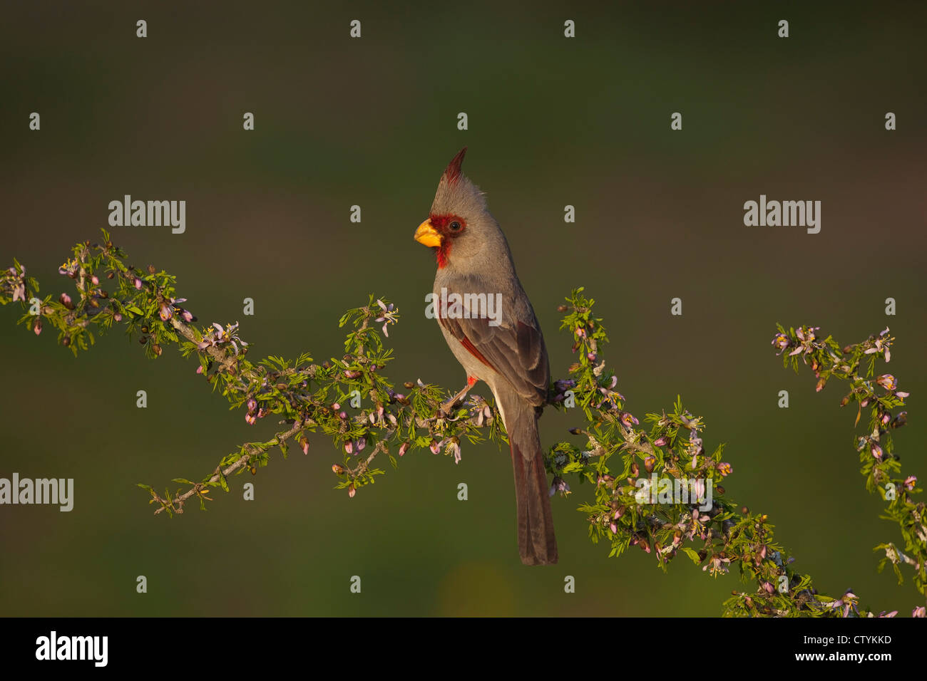 (Pyrrhuloxia Cardinalis sinuatus), maschio appollaiato sulla fioritura arbusto, Starr County, Rio Grande Valley, South Texas, Stati Uniti d'America Foto Stock