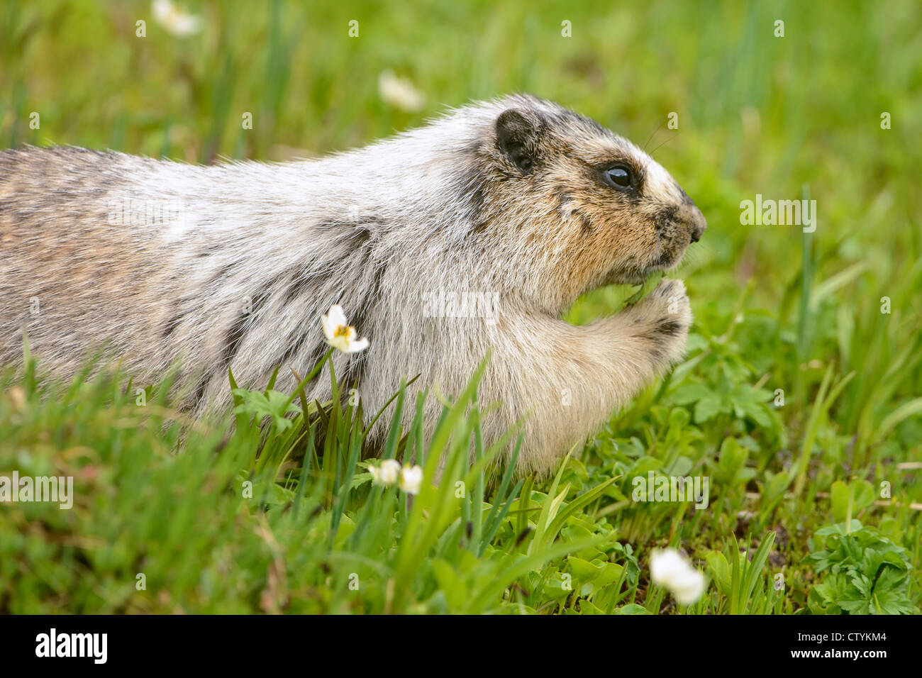 Annoso marmotta (Marmota caligata) mangiare erba, Northern Rockies Foto Stock