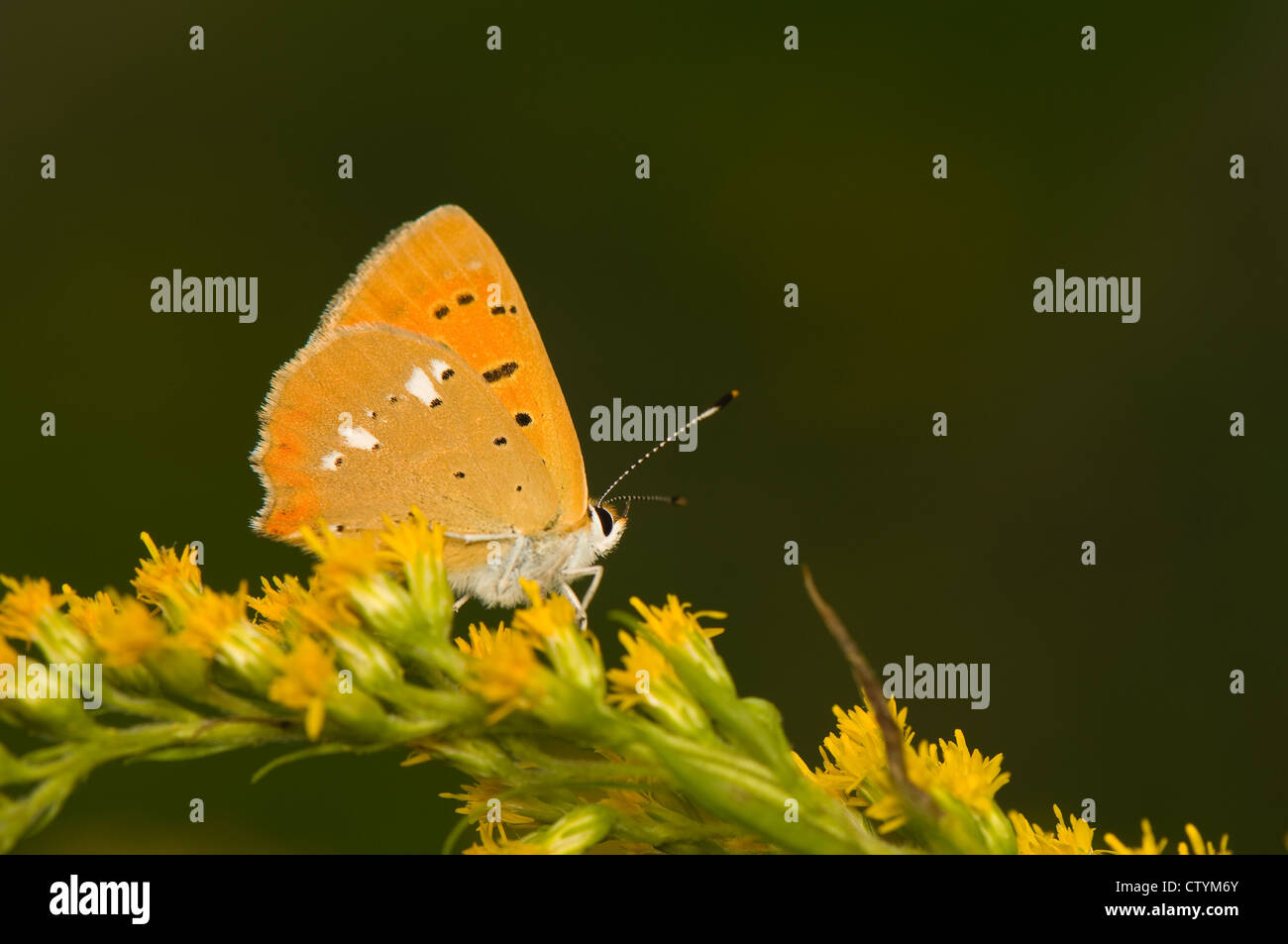 Lycaena virgaureae Foto Stock