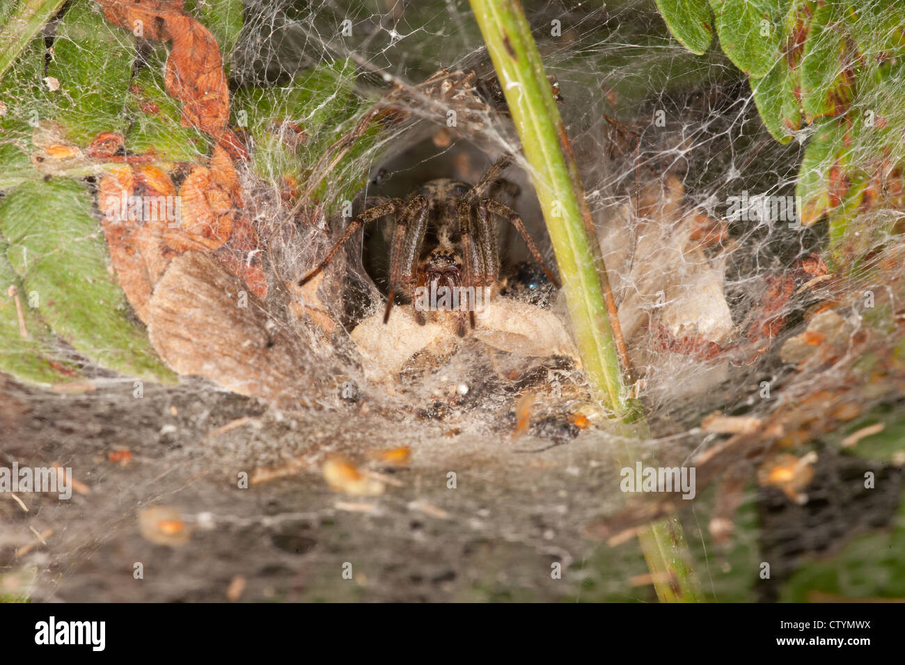 Spider nel nido è in attesa di prendere Foto Stock