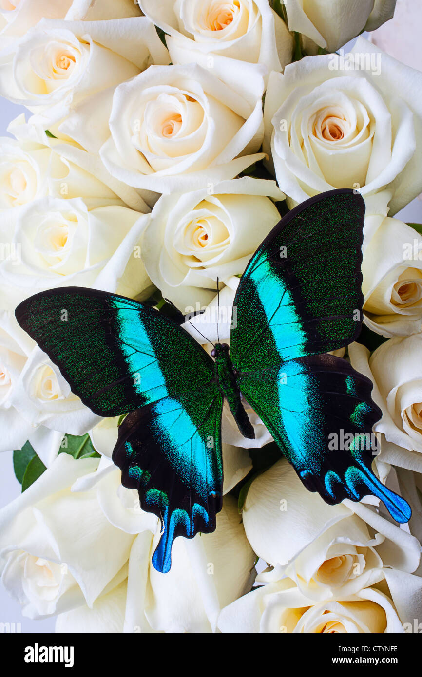 Rose bianche con farfalla Foto stock - Alamy