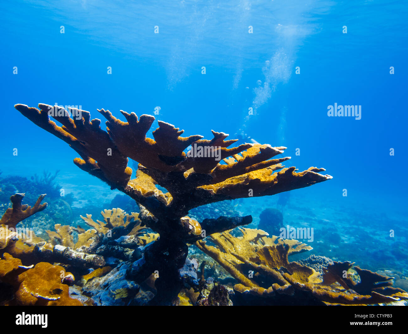 Corallo di Elkhorn , Acropora palmata, sulla barriera corallina Foto Stock