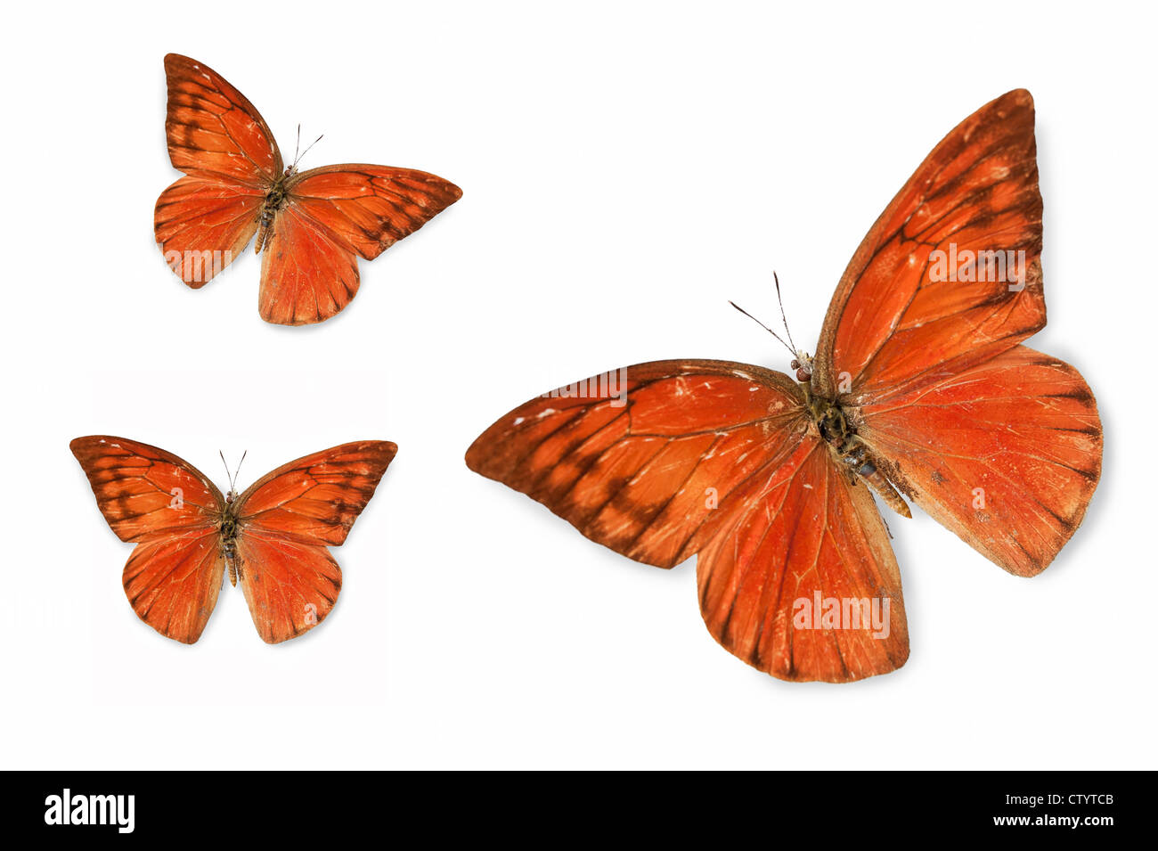 Esemplari di farfalle Foto Stock
