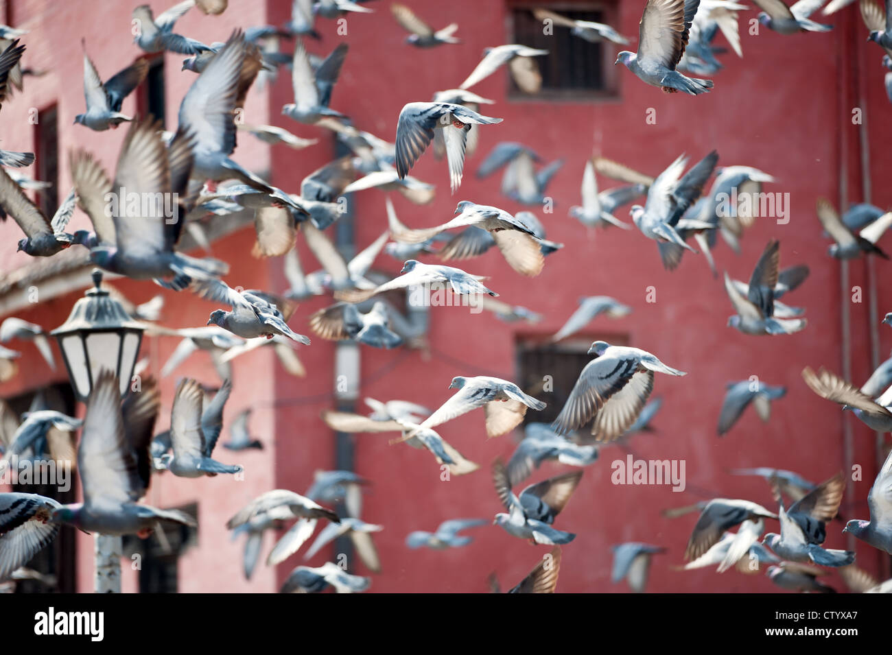 Piazza in un gruppo di flying pigeon, Nepal Foto Stock
