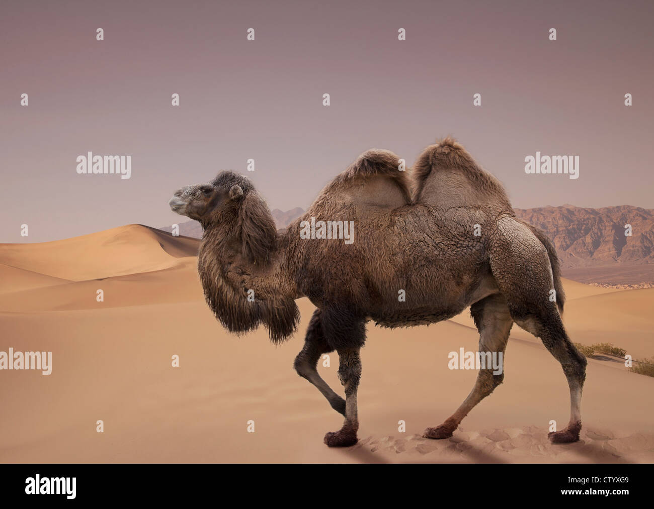 Bactrian camel camminando nel deserto Foto Stock