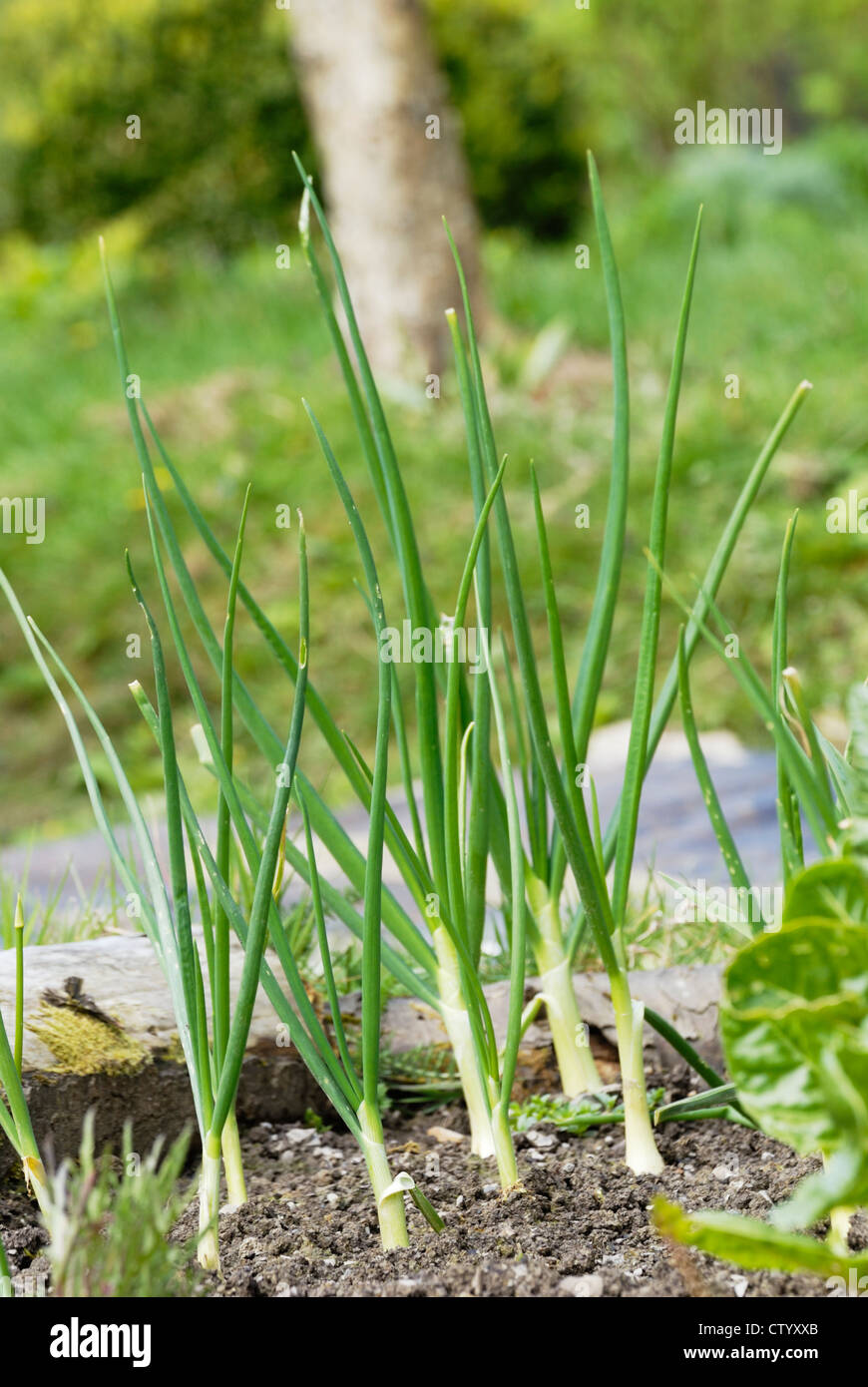 Allium cepa, cipolla giapponese "Giallo enshyu' in primavera. Foto Stock