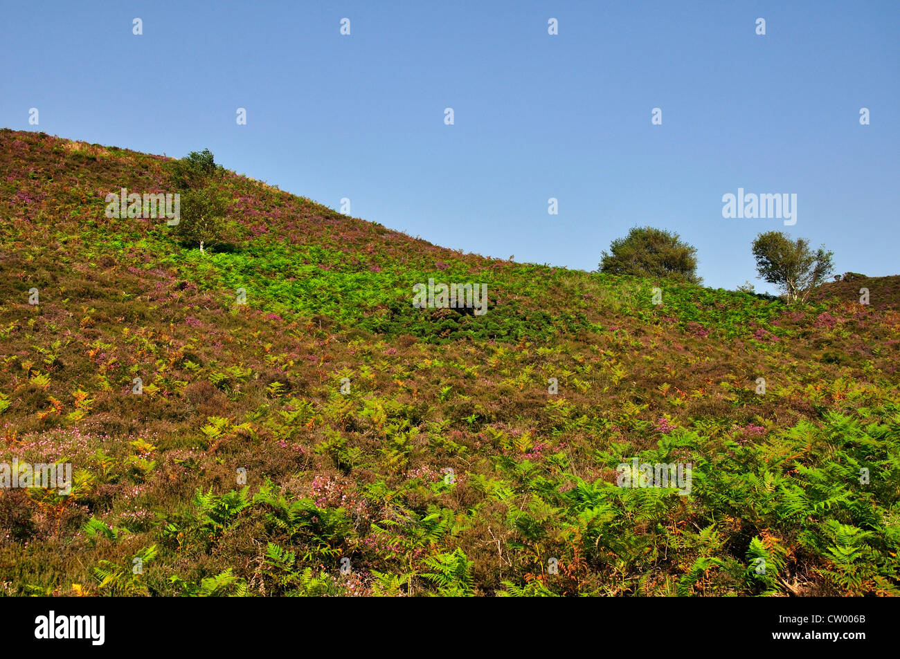 Una vista di Winfrith Heath Dorset Wildlife Trust riserva naturale, estate Foto Stock