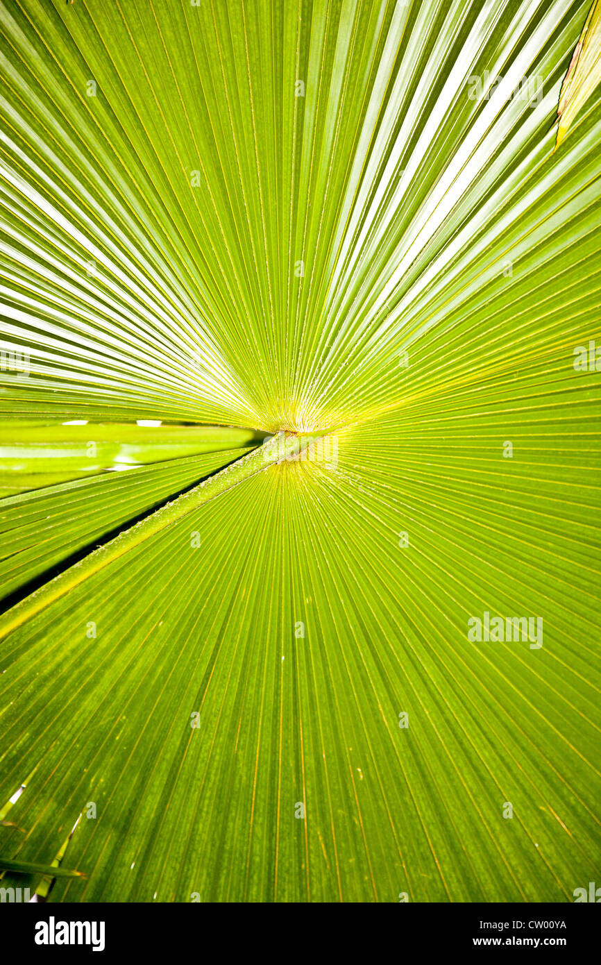 Grande verde palm lasciare Foto Stock