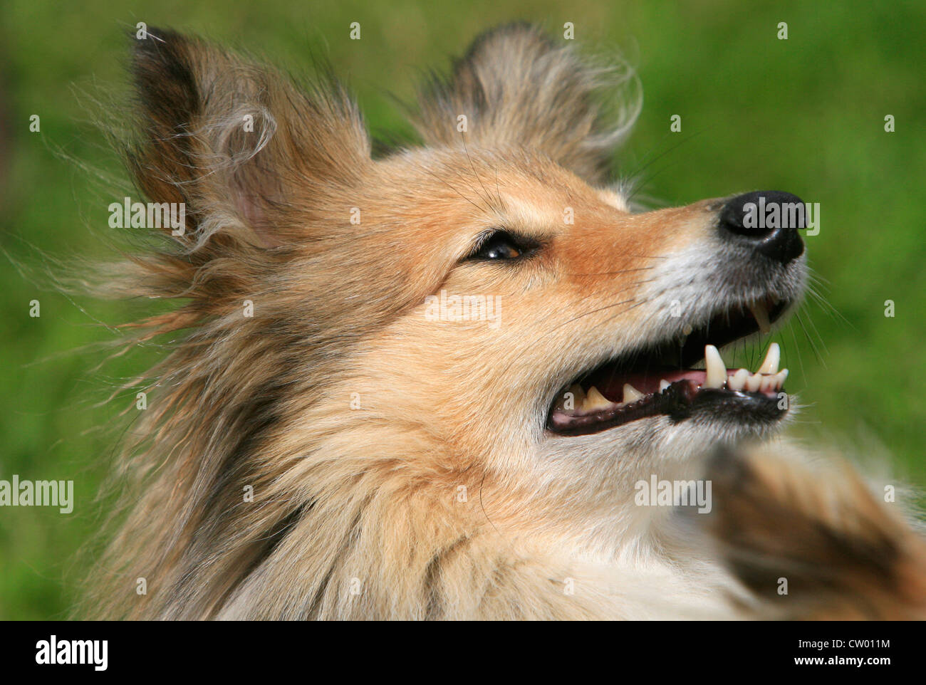 Cane attento. Foto Stock