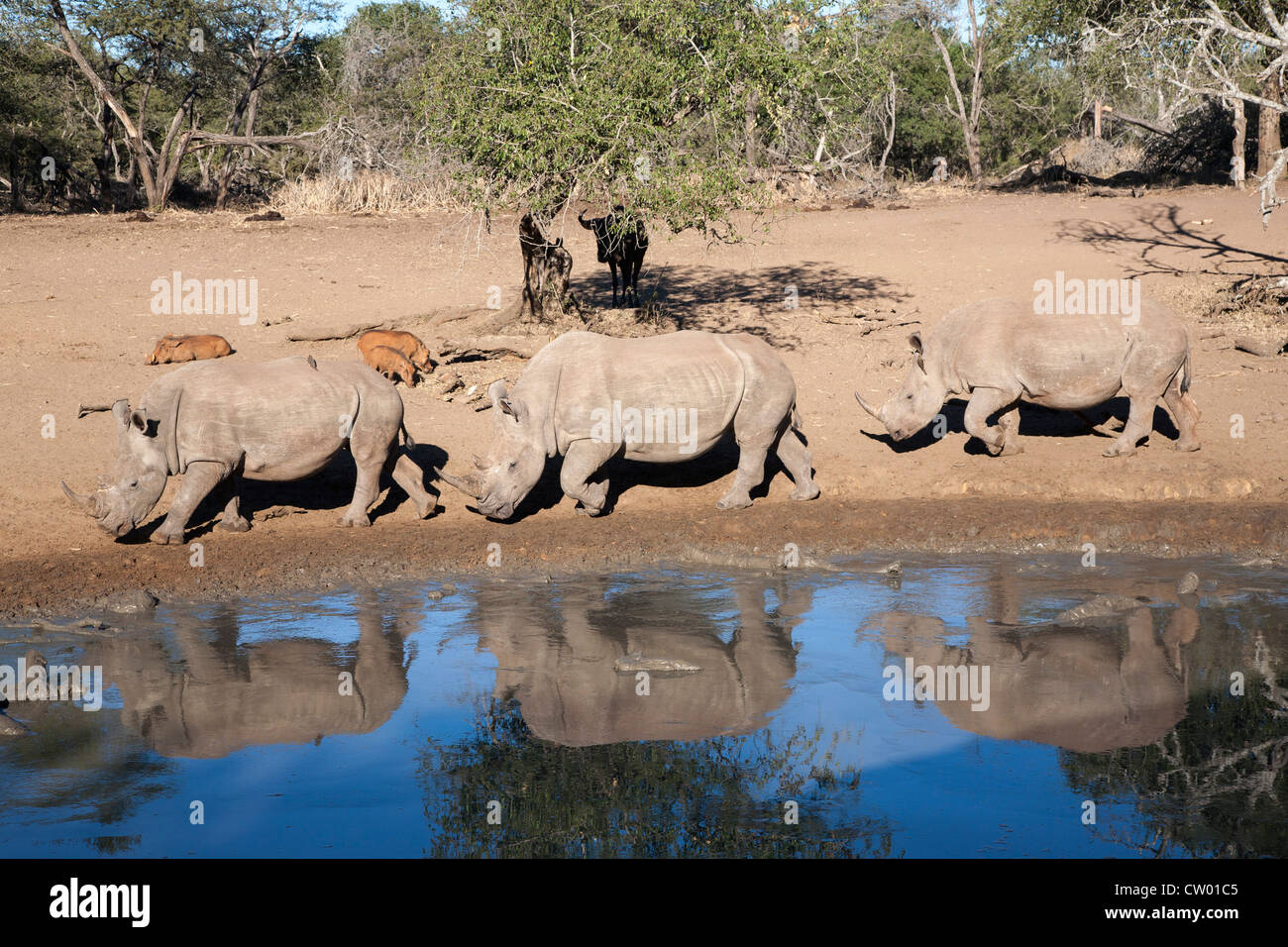 Il rinoceronte bianco (Ceratotherium simum), Mkhuze Game Reserve, Kwazulu Natal, Sud Africa Foto Stock