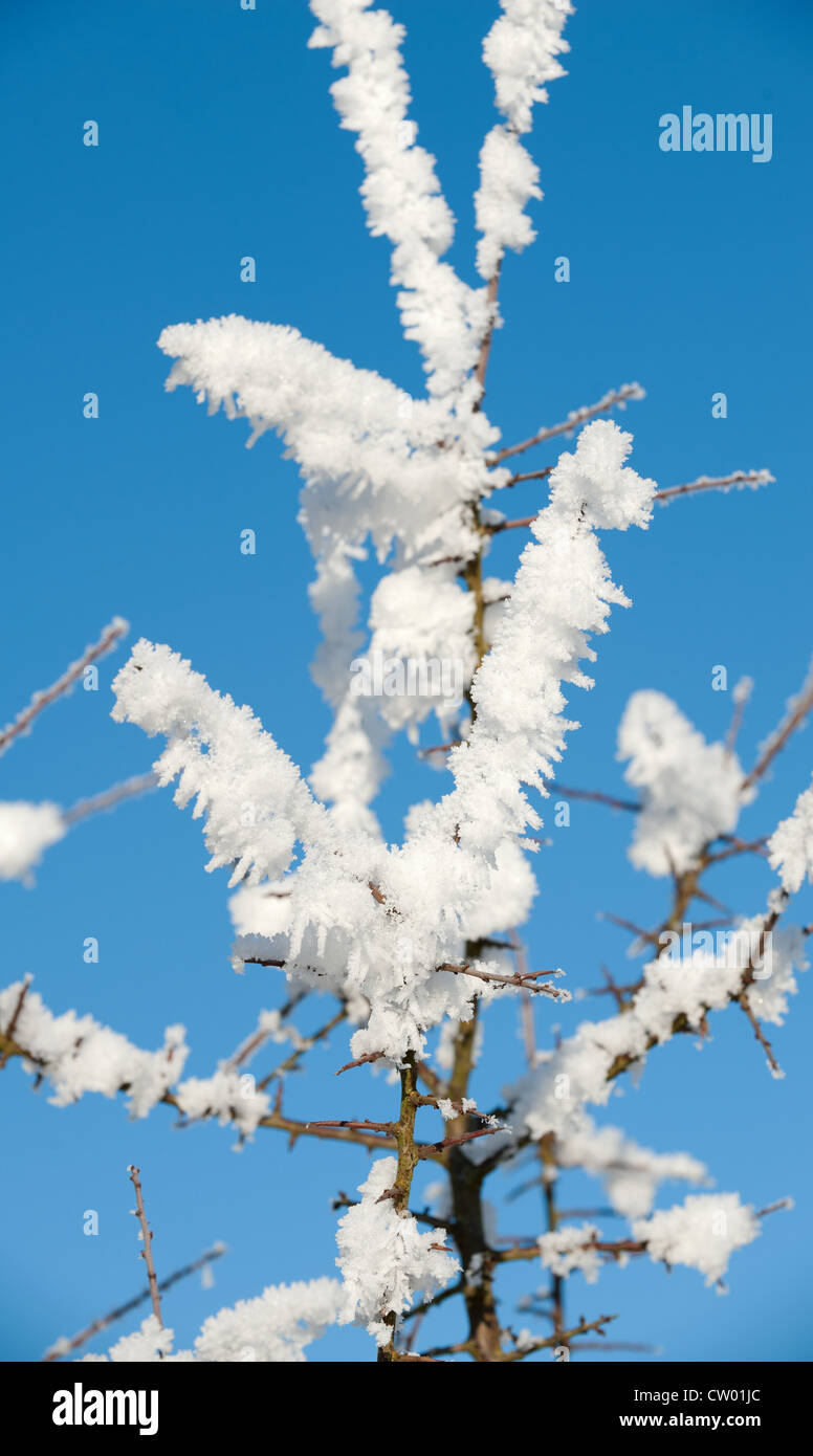 Un gelido inverno scena di un albero congelato coperto di brina contro un cielo blu Foto Stock