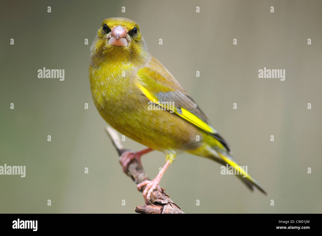 Un verdone su un ramoscello REGNO UNITO Foto Stock