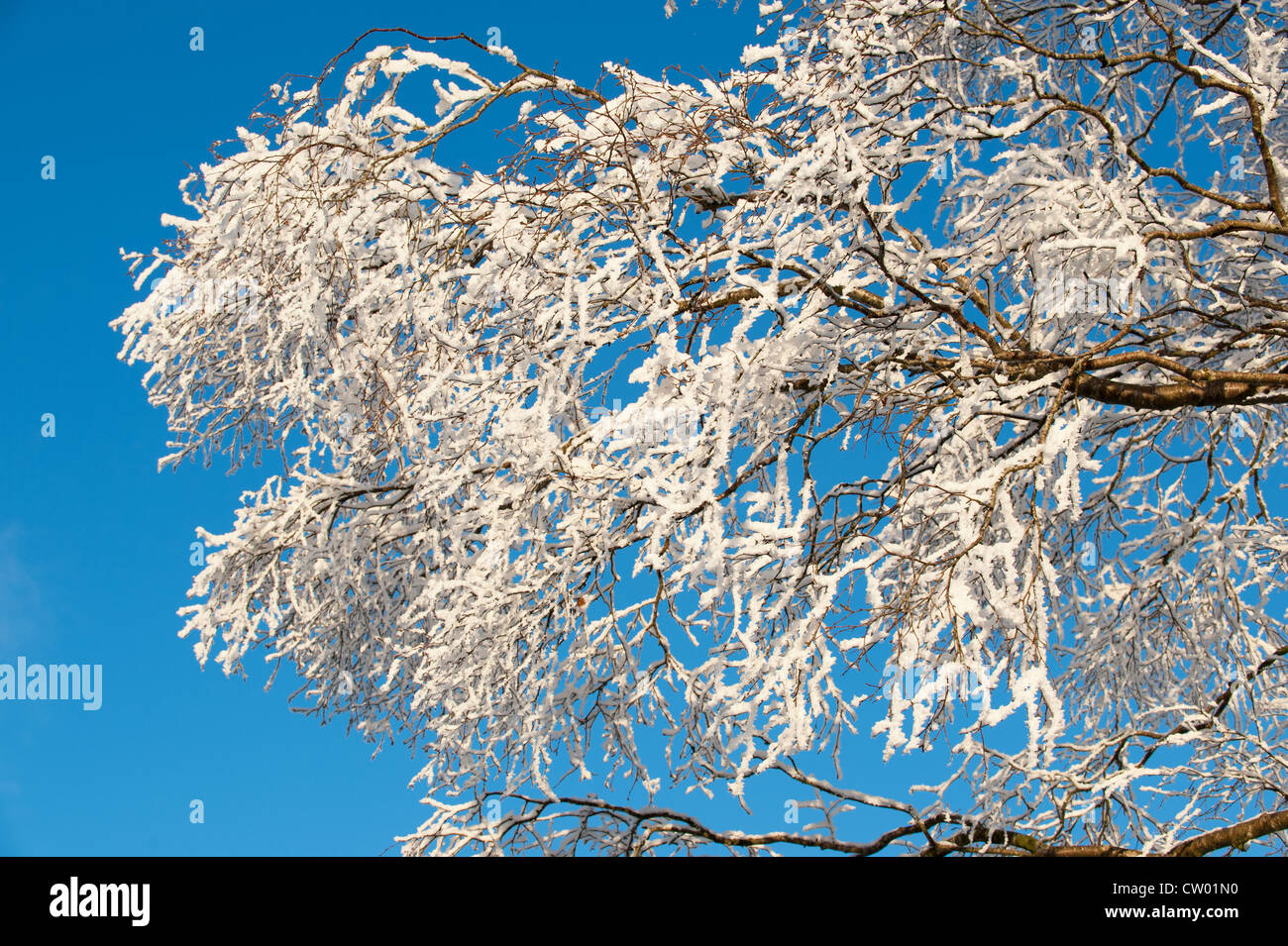 Un albero coperto di brina su una soleggiata giornata invernale. Foto Stock