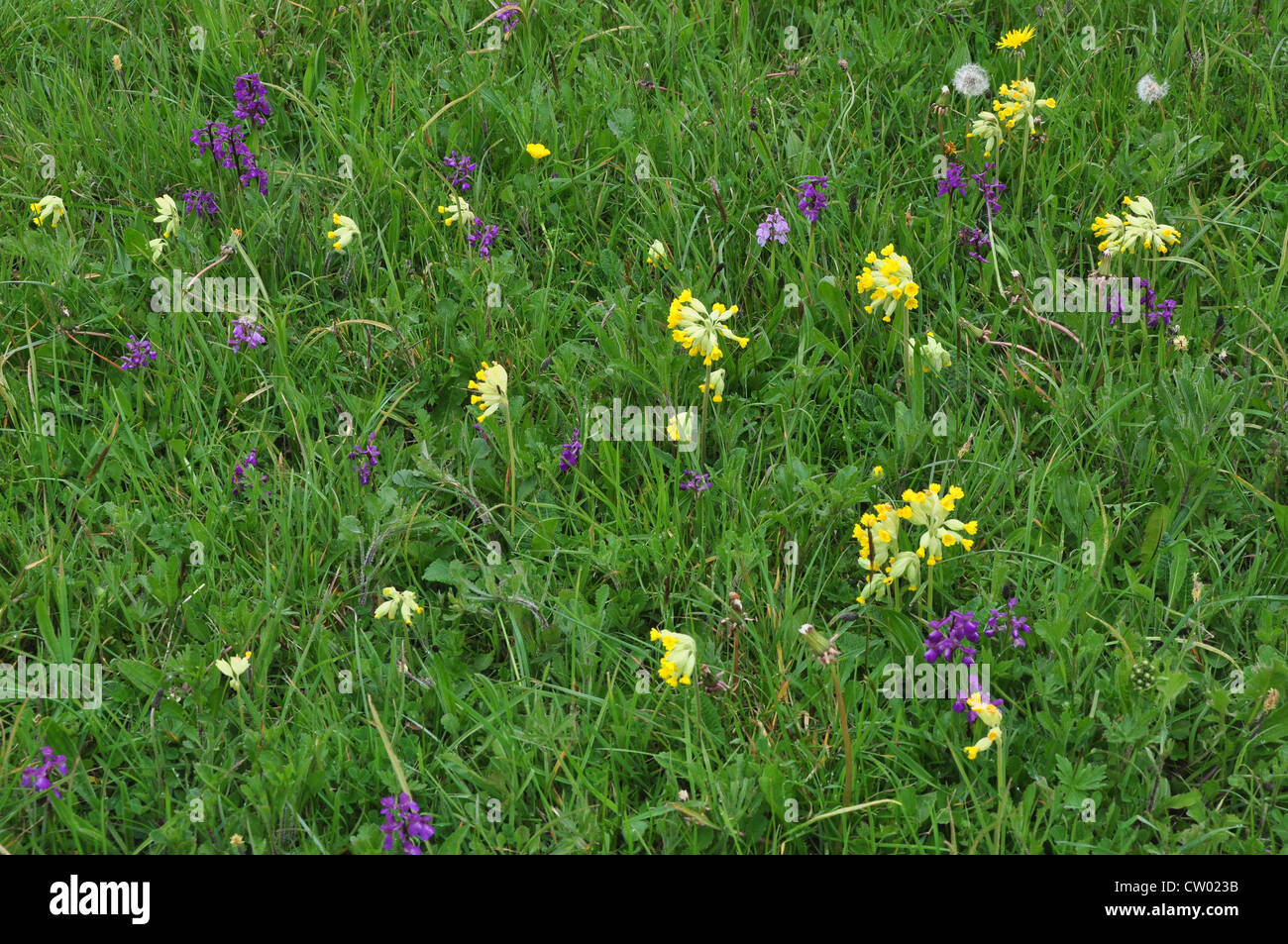 Un campo pieno di cowslips e verde-winged orchidee REGNO UNITO Foto Stock