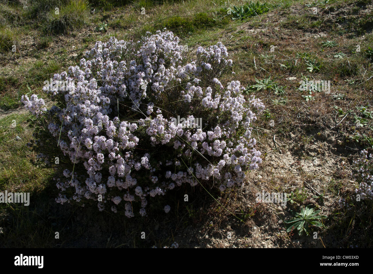 Su soleggiate giornate di primavera il timo è l'invio di odori pesanti al di sopra del vecchio Gold fields di Bannockburn in Nuova Zelanda di Central Otago. Foto Stock