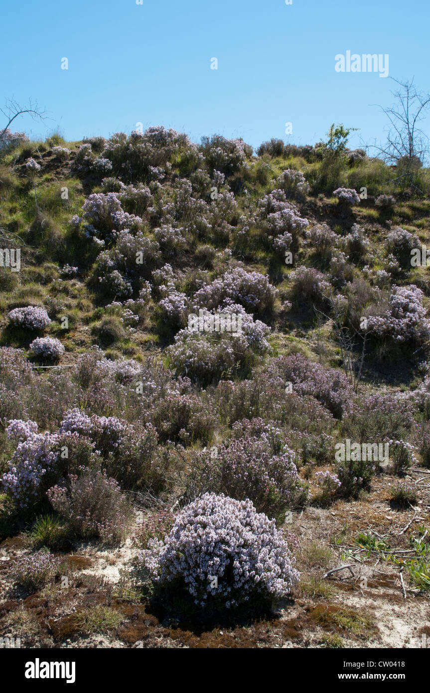 Su soleggiate giornate di primavera il timo è l'invio di odori pesanti al di sopra del vecchio Gold fields di Bannockburn in Nuova Zelanda di Central Otago. Foto Stock
