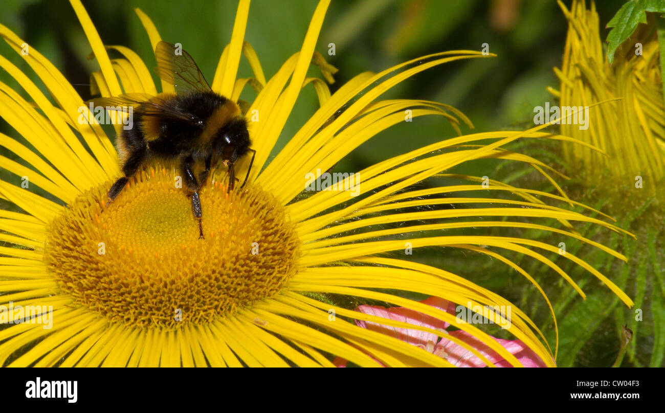 Bumble Bee impollinazione fiore giardino. Foto Stock