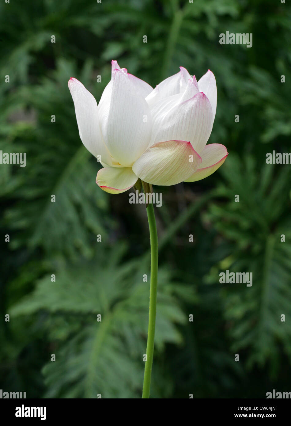 Indian Lotus, Sacro Lotus, fagiolo di India o sacra Ninfea Nelumbo nucifera, Nelumbonaceae, syn. Nelumbium speciosum Foto Stock