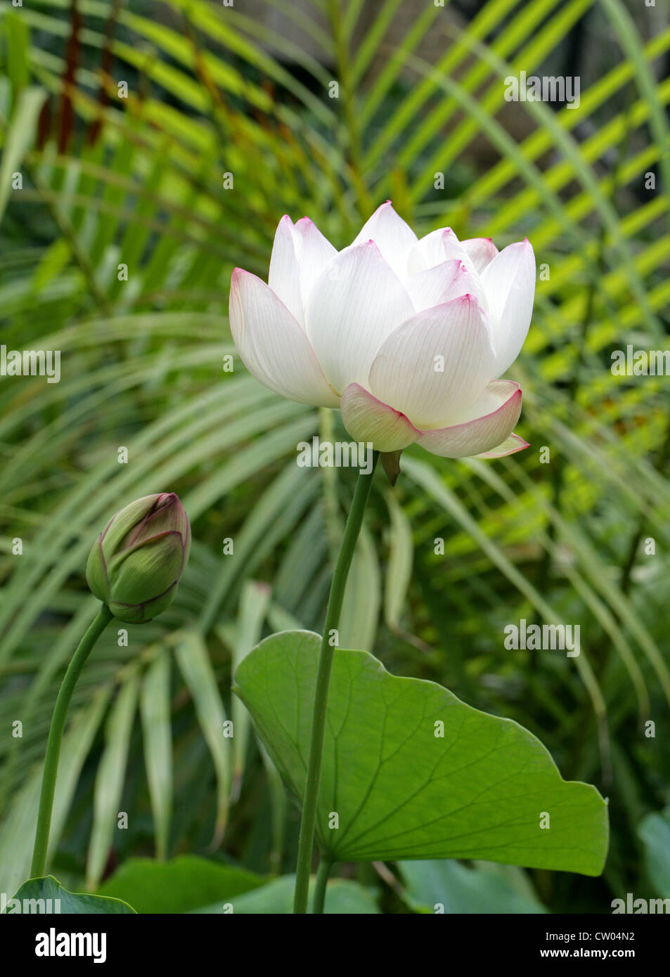 Indian Lotus, Sacro Lotus, fagiolo di India o sacra Ninfea Nelumbo nucifera, Nelumbonaceae, syn. Nelumbium speciosum Foto Stock