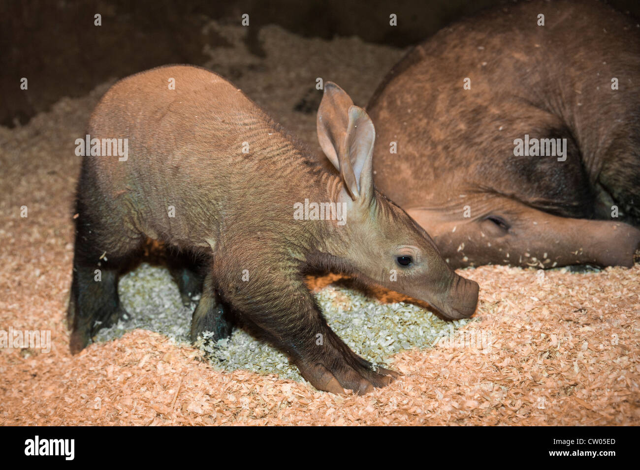 Aardvark (Orycteropus afer), di sei settimane di età giovanile, Captive, lo Zoo di Colchester, Essex, Regno Unito Foto Stock