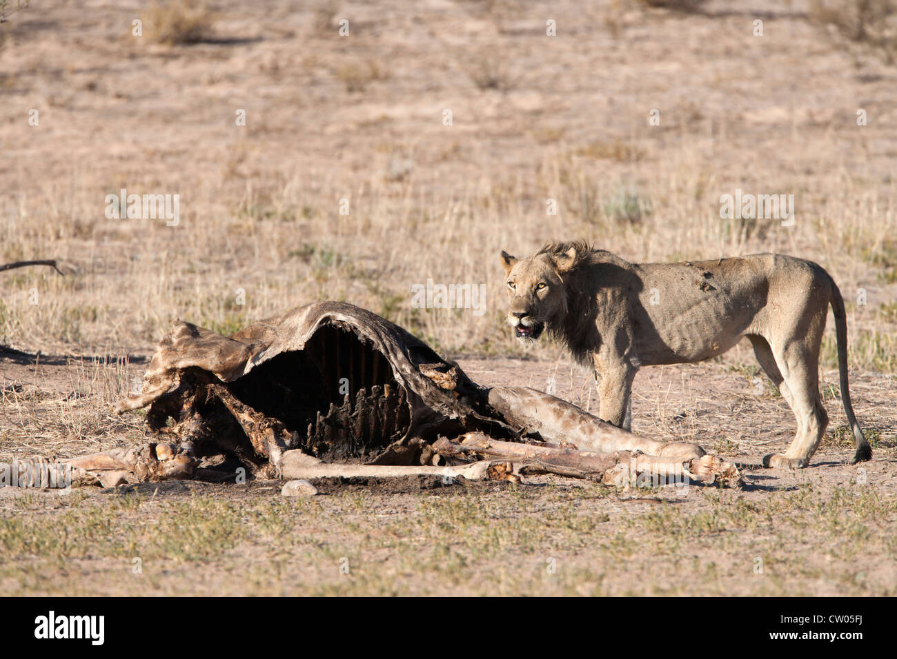 Lion Panthera leo,con la giraffa kill, Kgalagadi Parco transfrontaliero, Northern Cape, Sud Africa Foto Stock