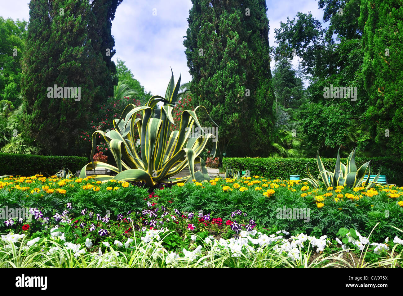 Fiori di fioritura nel parco tropicale. Sochi Arboretum Foto Stock