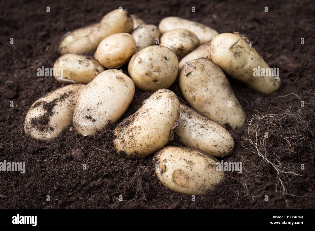 Appena raccolto di patate novelle Compost ricco suolo, UK. Foto Stock