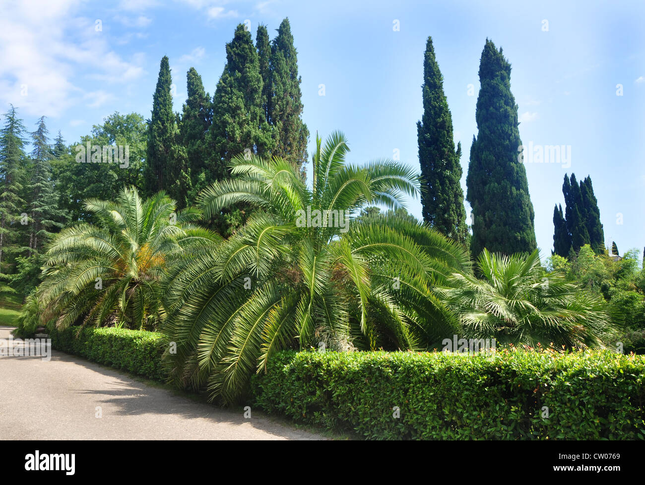 Palme e cipressi a Sochi Arboretum Foto Stock