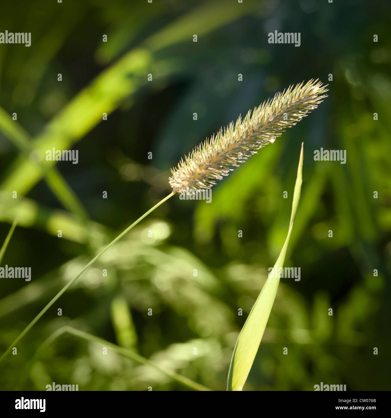 Natura sfondo verde con erba di coda di volpe closeup photo Foto Stock