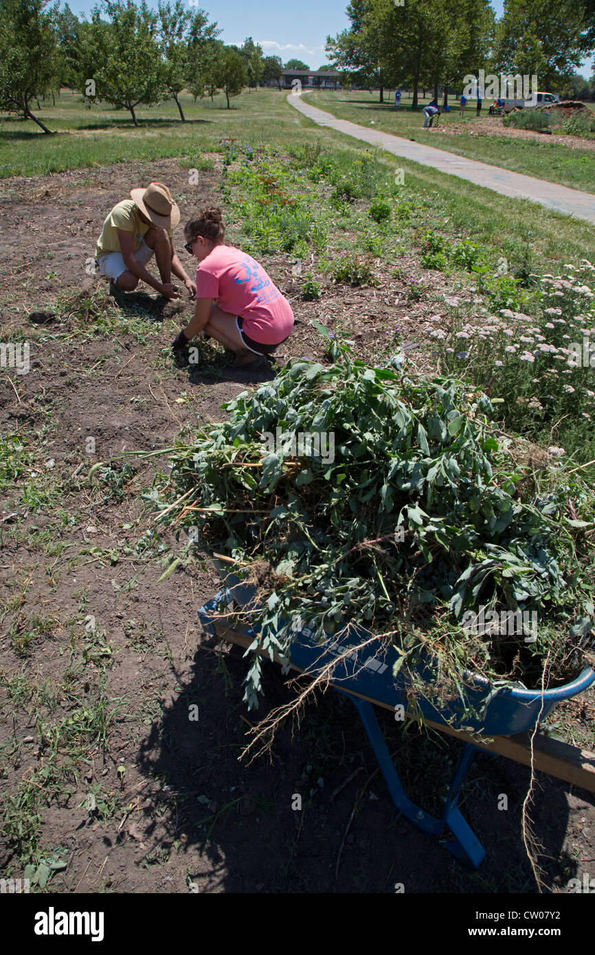 Detroit, Michigan - Volontari aiutano a creare una comunità giardino in un parco della città. Foto Stock