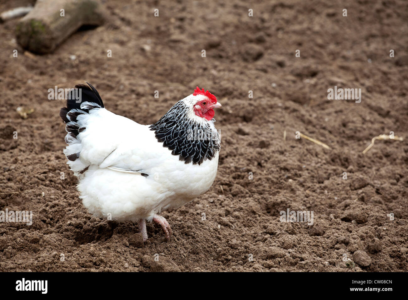 Sussex Gallina ibrido Foto Stock