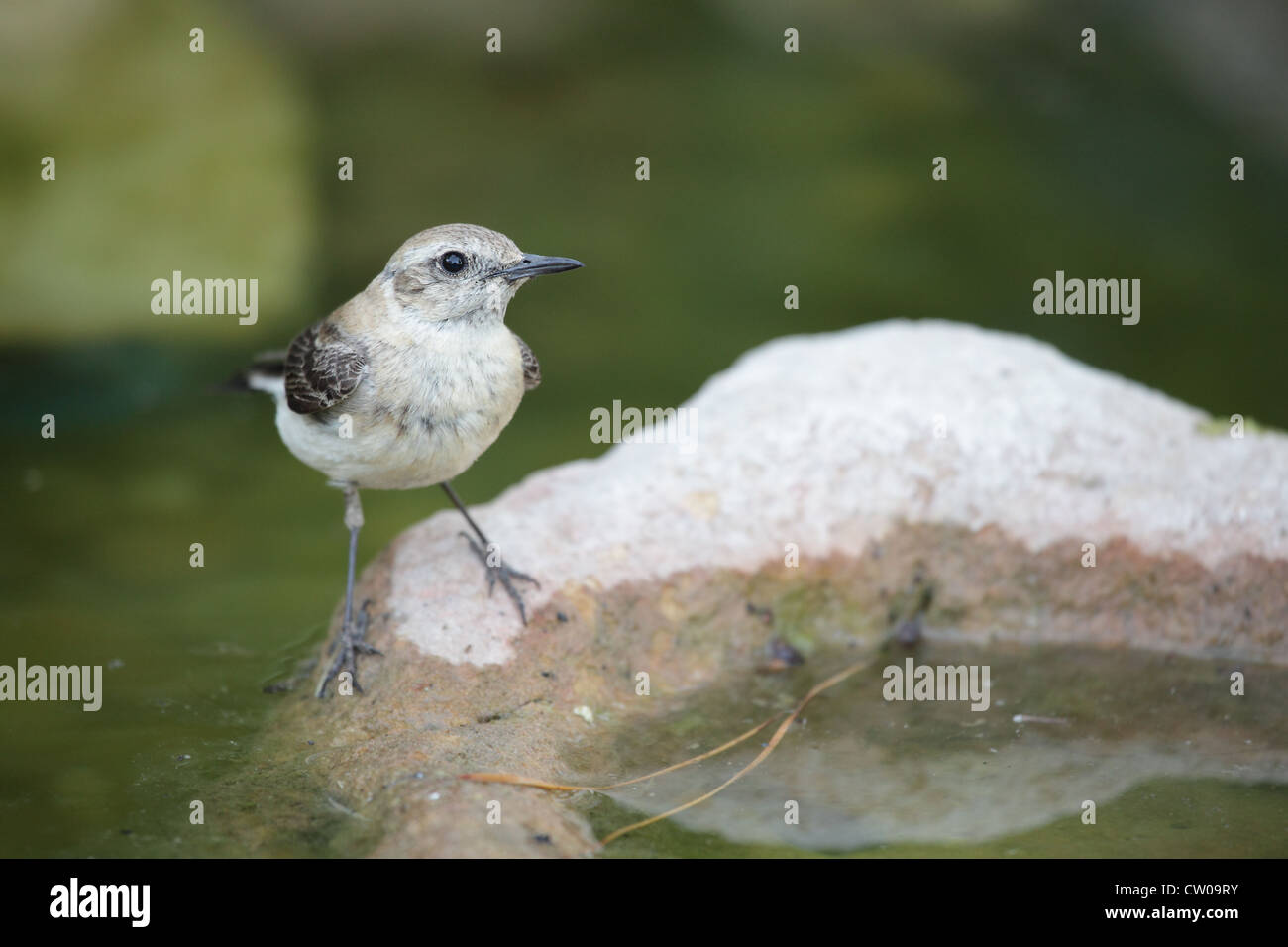 Immaturo di Motacilla alba Foto Stock