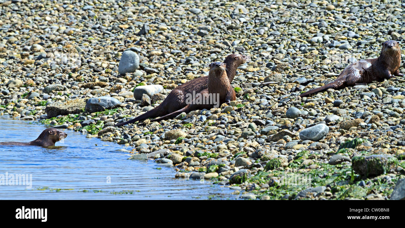 Un gruppo di lontre emergono dall'acqua sulla spiaggia di ciottoli a Wiffin allo spiedo, Sooke, British Columbia. Foto Stock