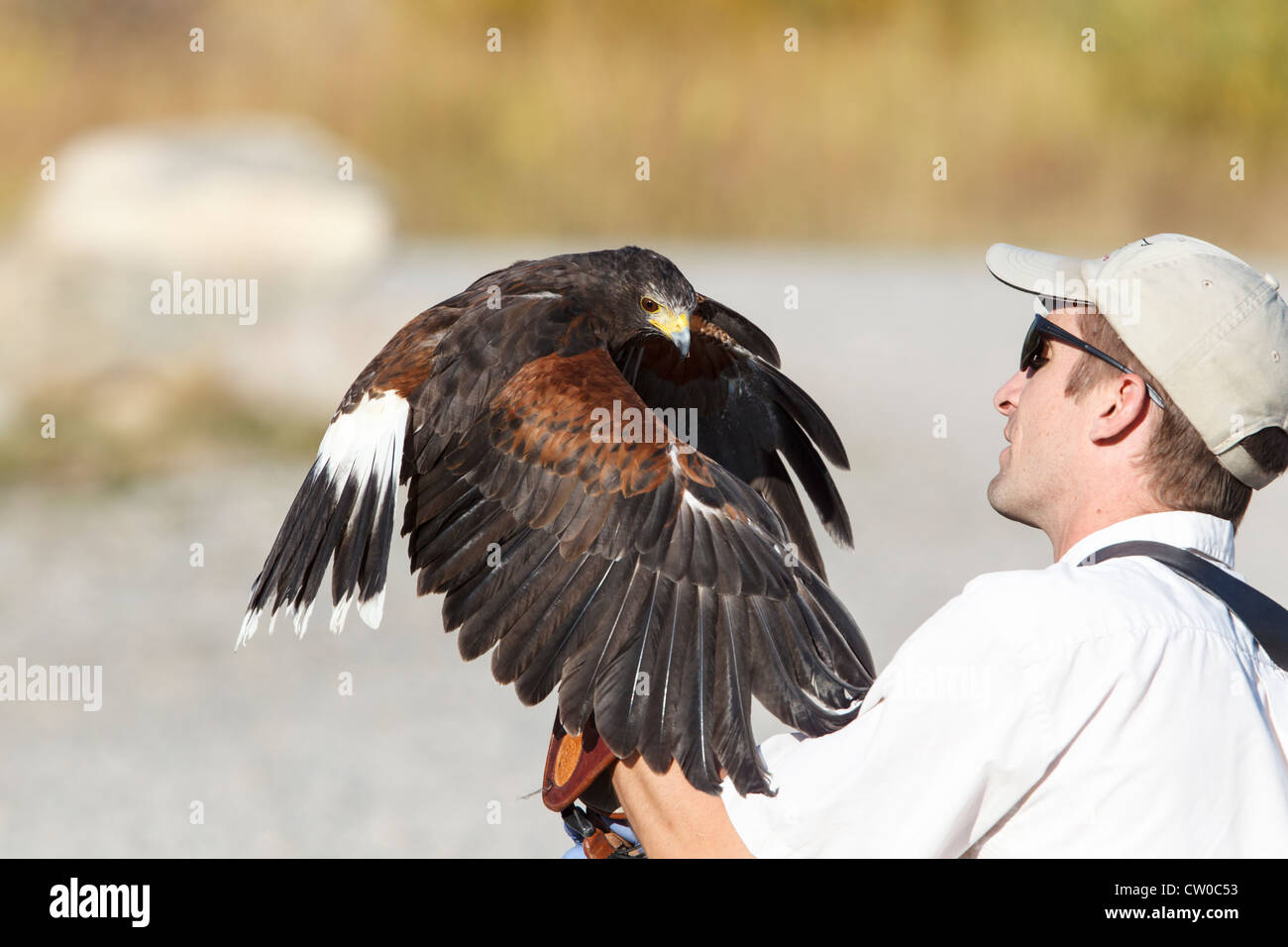 Un captive Harris hawk (Parabuteo unicinctus) al Teton Raptor Centre in Wyoming. Foto Stock