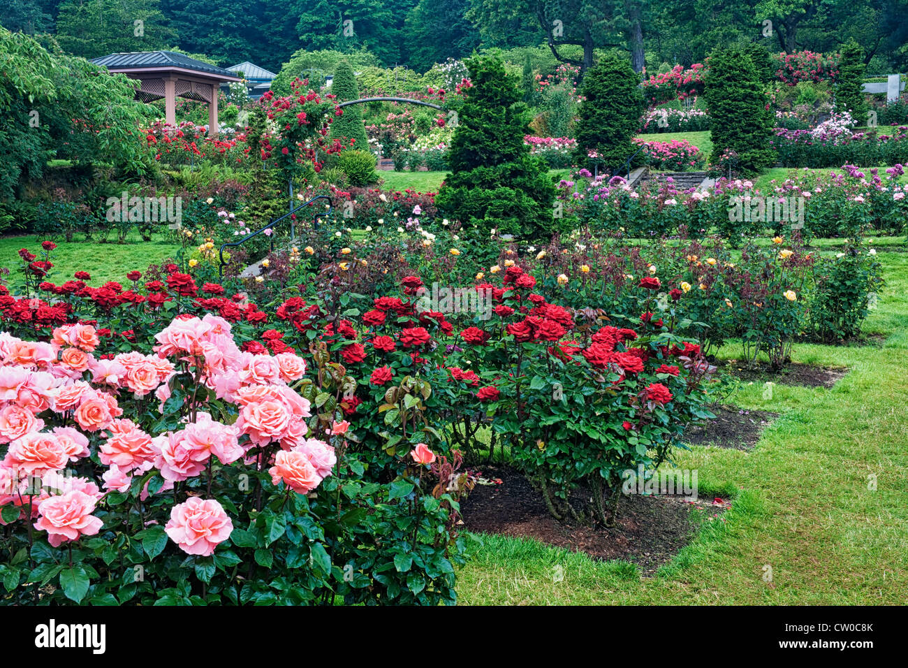 Il Portland International Rose Test Garden a Washington Park visualizza 7.000 piante di rose e 550 varietà di rose. Foto Stock