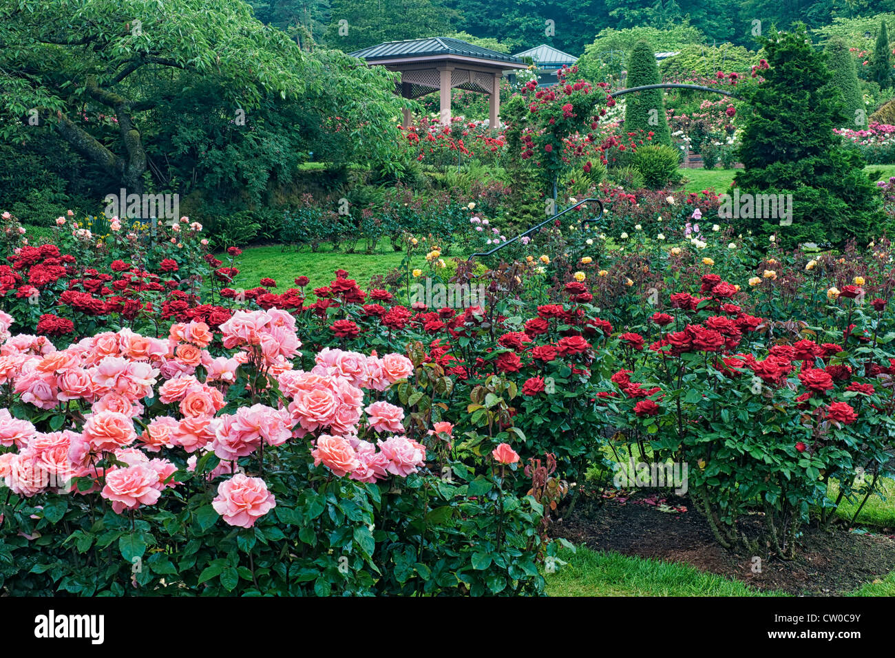 Il Portland International Rose Test Garden a Washington Park visualizza 7.000 piante di rose e 550 varietà di rose. Foto Stock