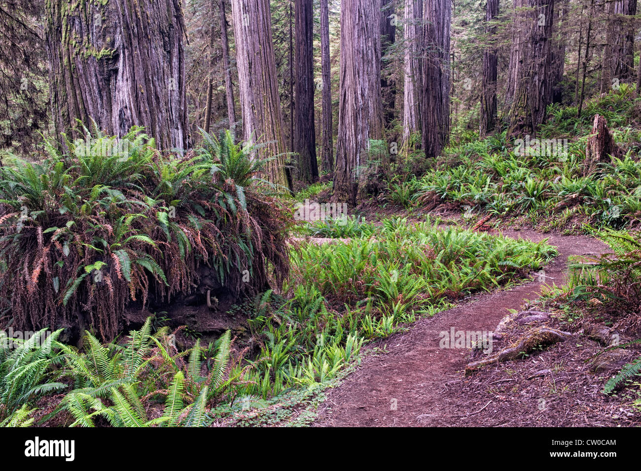 Il Boy Scout Trail passa da enormi alberi di sequoia in California's Jedediah Smith Stato e parchi nazionali. Foto Stock