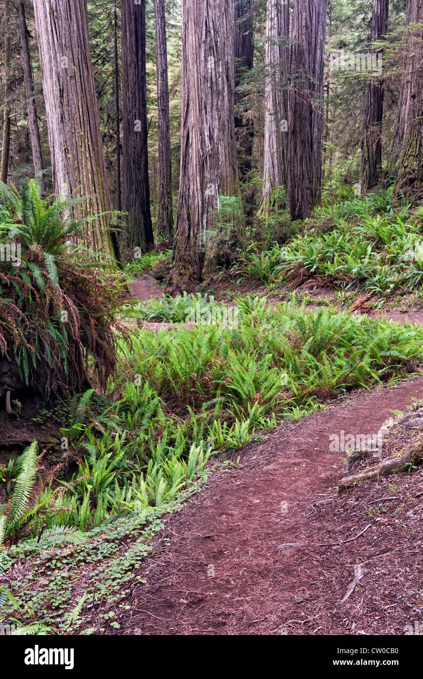 Il Boy Scout Trail passa da enormi alberi di sequoia in California's Jedediah Smith Stato e parchi nazionali. Foto Stock